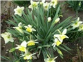 narcisi